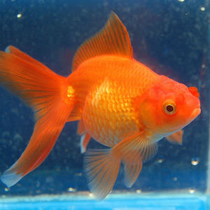 Meet your Posher, Ava